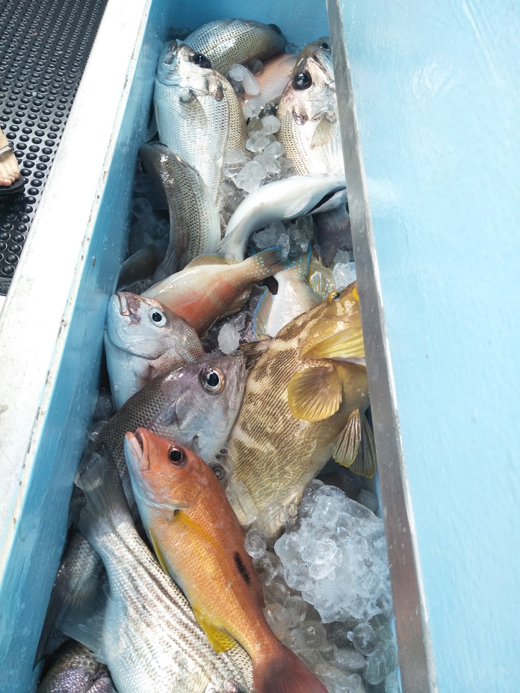 Moreton Island Fishing Charters | Wyvernleigh Cl, Manly QLD 4179, Australia | Phone: 0413 128 056