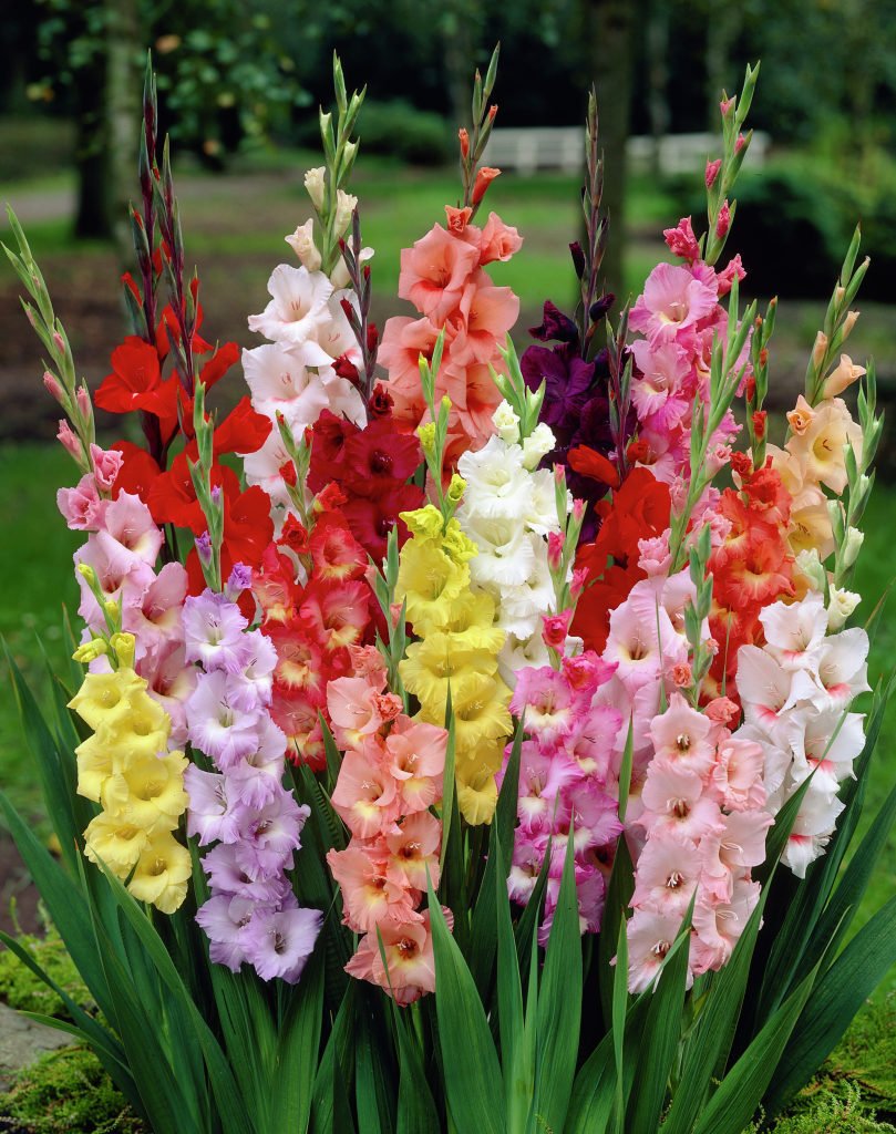Shop Seeds | Cobbitty Rd, Cobbitty NSW 2570, Australia | Phone: 0493 794 786