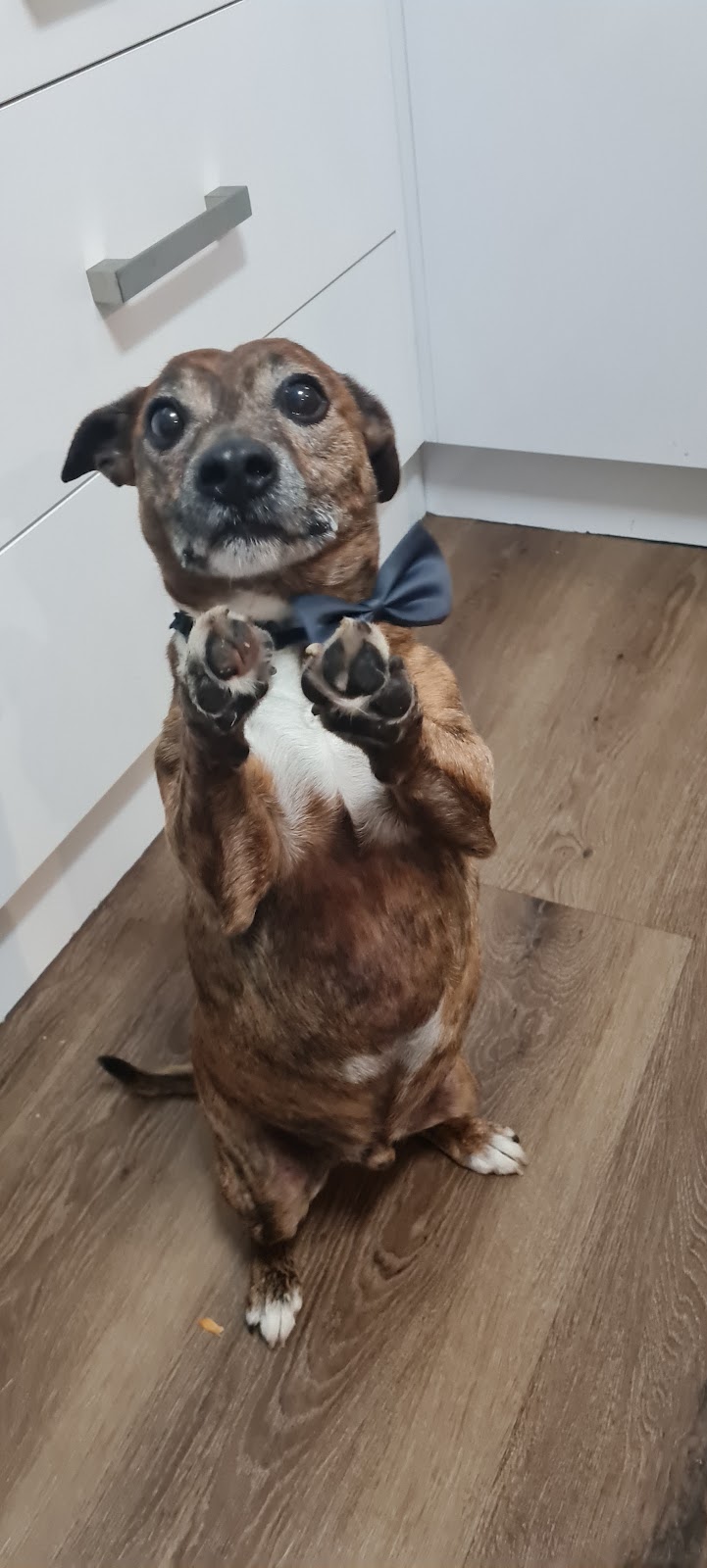 Pooch and Pup Mobile Dog Grooming | 161 Kilaben Rd, Kilaben Bay NSW 2283, Australia | Phone: 0412 763 579