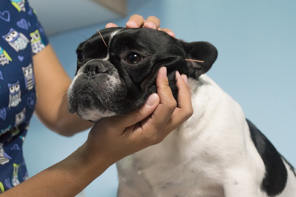 Daisy Hill Veterinary Clinic | pet store | 5 Allamanda Dr, Daisy Hill QLD 4127, Australia | 0738081085 OR +61 7 3808 1085