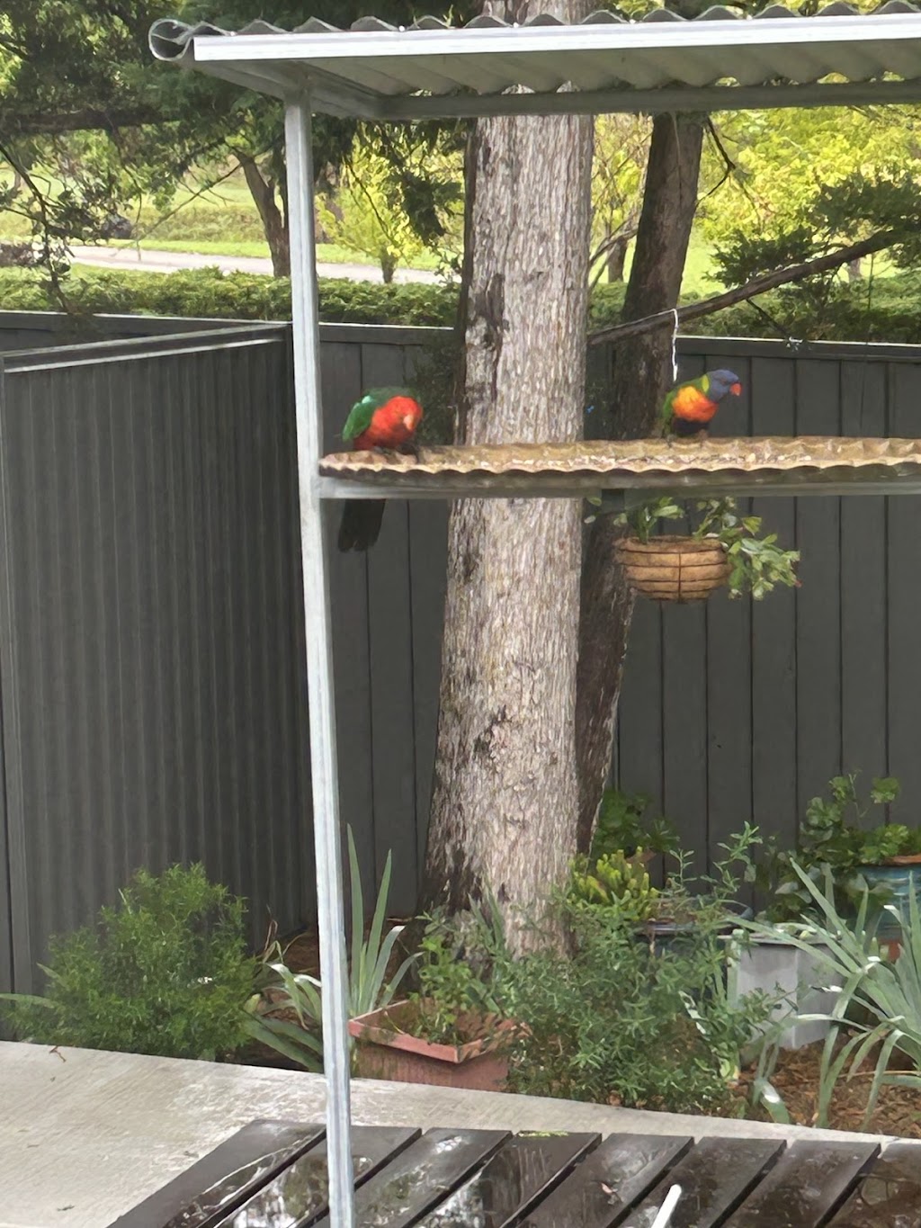 The Parrots Nest | 89 Rouse St, Tenterfield NSW 2372, Australia | Phone: 0402 391 090