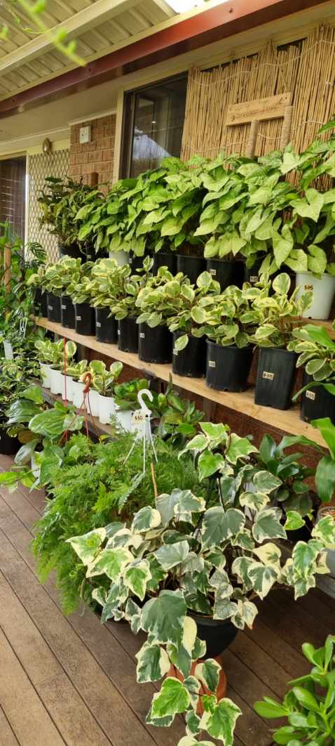 Plant smile Nursery | 19 Lorenzo Cres, Rosemeadow NSW 2560, Australia | Phone: 0433 963 878