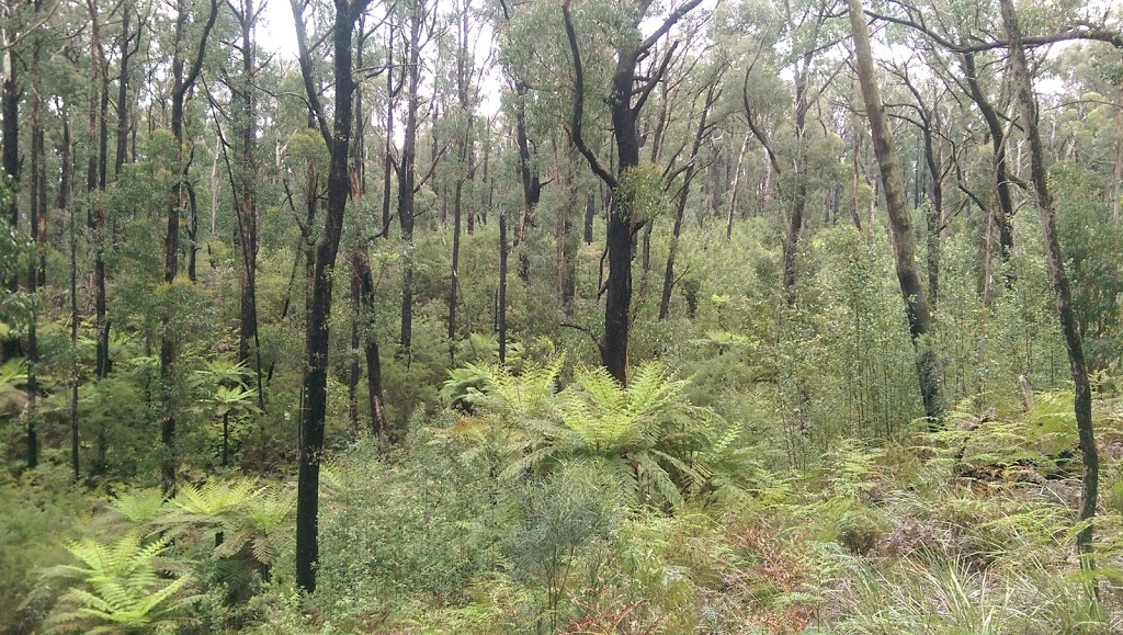 Lyrebird Forest Walk Carpark | Unnamed Road, Mirboo North VIC 3871, Australia