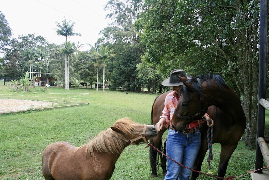 Hinterland Horses Byron Bay | 22 Blackbean Ln, Federal NSW 2481, Australia | Phone: 0407 813 321