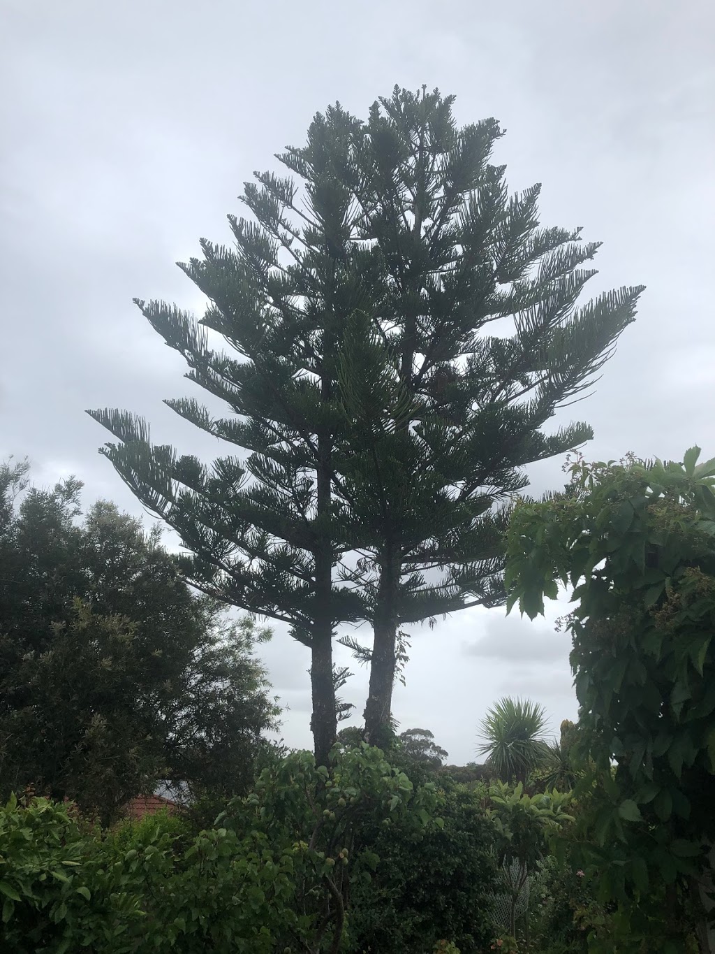 Coastal Tree Surgery |  | Surrey Ct, Flagstaff Hill SA 5159, Australia | 0410258007 OR +61 410 258 007