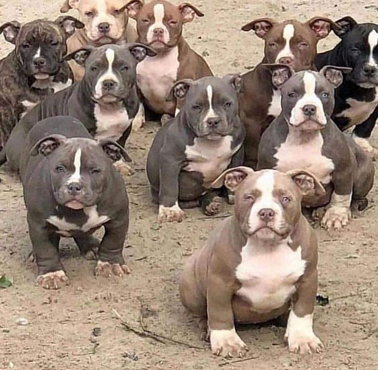 Staffy puppy for adoption | Great Ocean Rd, Lorne VIC 3232, Australia | Phone: 0468 134 315