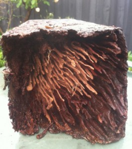 Noah’s Ark Termite Treatment - Maribyrnong | 6 Saltwater Cres, Maribyrnong VIC 3032, Australia | Phone: (03) 9372 2670