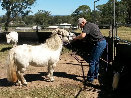 Horse Rescue Australia | 220 Crooked Ln, North Richmond NSW 2754, Australia | Phone: (02) 8250 1442