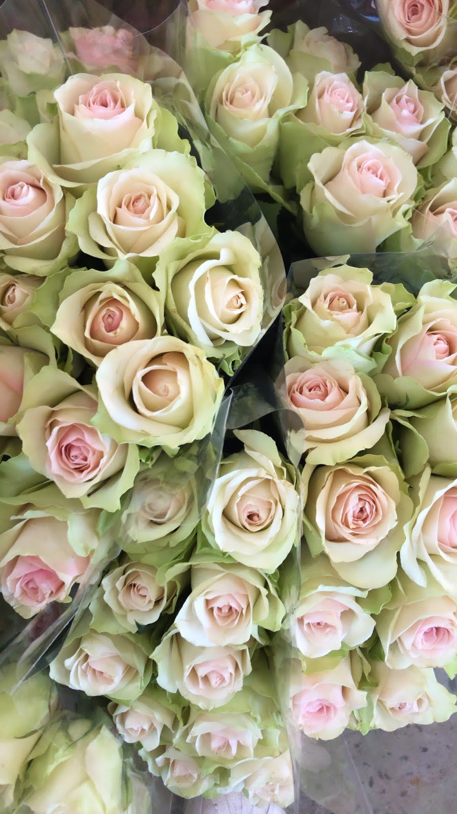 Blooms & More Florist | florist | 204 Railway Parade, Kogarah NSW 2217, Australia | 0295874387 OR +61 2 9587 4387