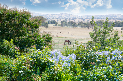 Arandth Performance Horses | 330 Burma Rd, Table Top NSW 2642, Australia | Phone: 0412 859 756