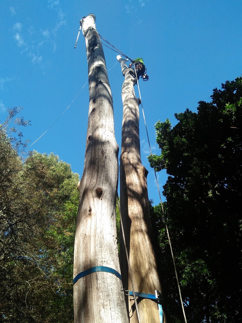 Superb Tree Care | 57 Kilvington Dr, Emerald VIC 3782, Australia | Phone: (03) 9804 7369