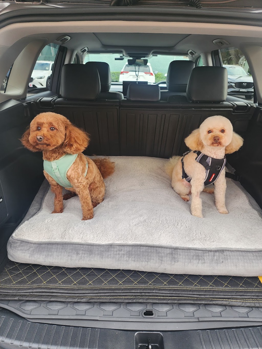 Hello Paw Pet Grooming | next BWS, 72A Pine St, Rydalmere NSW 2116, Australia | Phone: 0478 299 966
