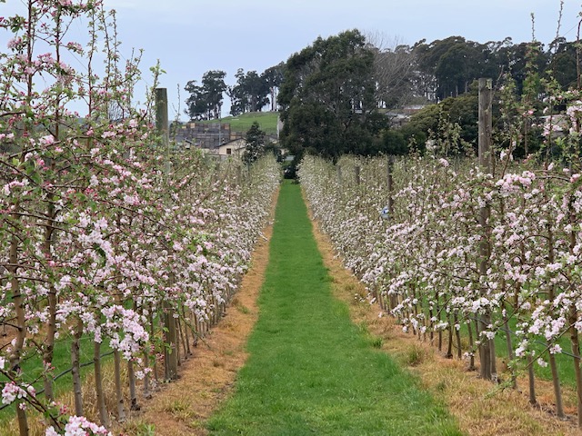 RW Squibb & Sons Orchard | 26 Sheffield Rd, Spreyton TAS 7310, Australia | Phone: (03) 6427 3199