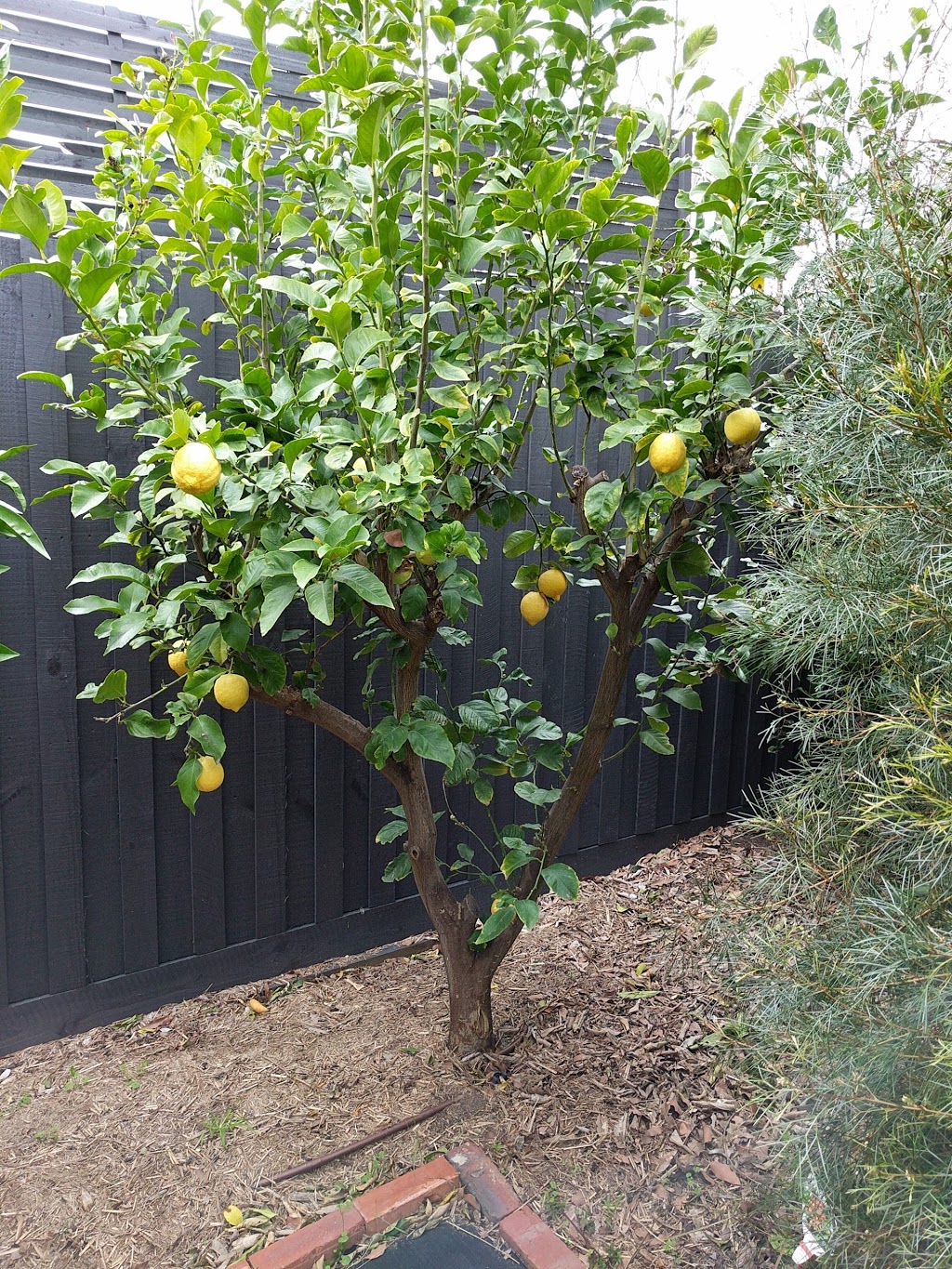 Outer Circle Linear Park | park | Campbell St, Kew VIC 3101, Australia