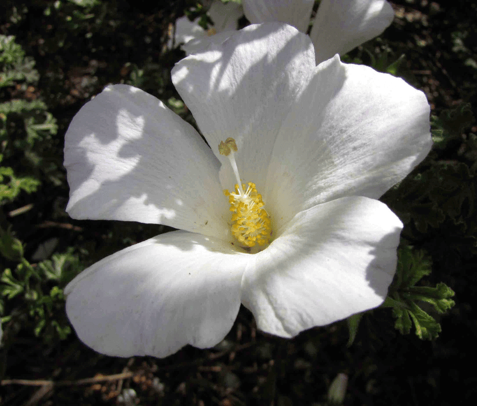 Sylvaterre Native Nursery | 1126 Sylvaterre-Timms Lake Rd, Sylvaterre VIC 3575, Australia | Phone: 0455 140 421