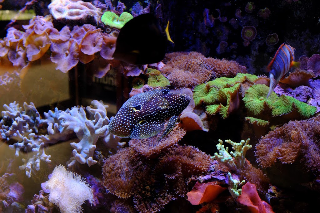 Tropical Marine Centre | pet store | 1/121 Brisbane Rd, Mooloolaba QLD 4557, Australia | 0754446558 OR +61 7 5444 6558