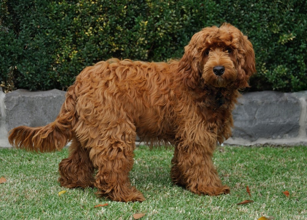 Clairevale Labradoodles |  | 250 River Rd, Tarrawingee VIC 3678, Australia | 0400969085 OR +61 400 969 085