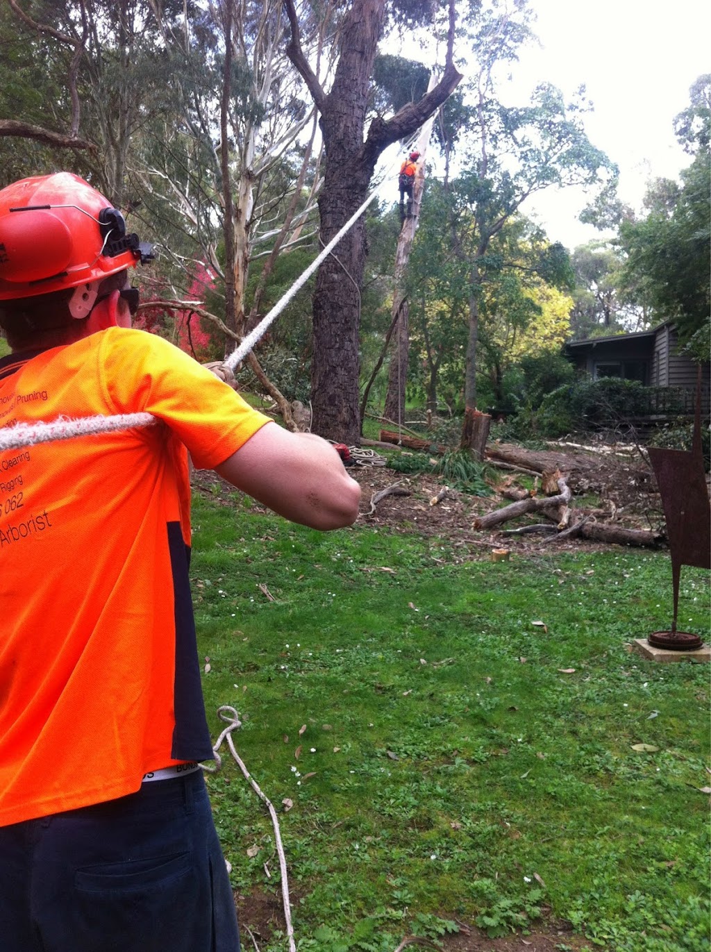 Tree Removal Service Mt Eliza | 10 Gannet St, Mount Eliza VIC 3930, Australia | Phone: (03) 5976 3114