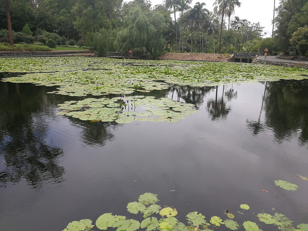 Brisbane Botanic Gardens Lagoon | park | Brisbane Botanic Gardens Mt Coot-tha, Mount Coot Tha Rd, Toowong QLD 4066, Australia