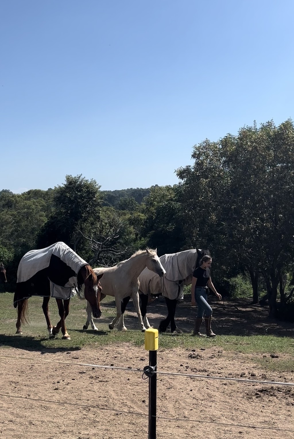 Empress Equine | 88 Kindra Ave, Karana Downs QLD 4306, Australia | Phone: 0423 275 615