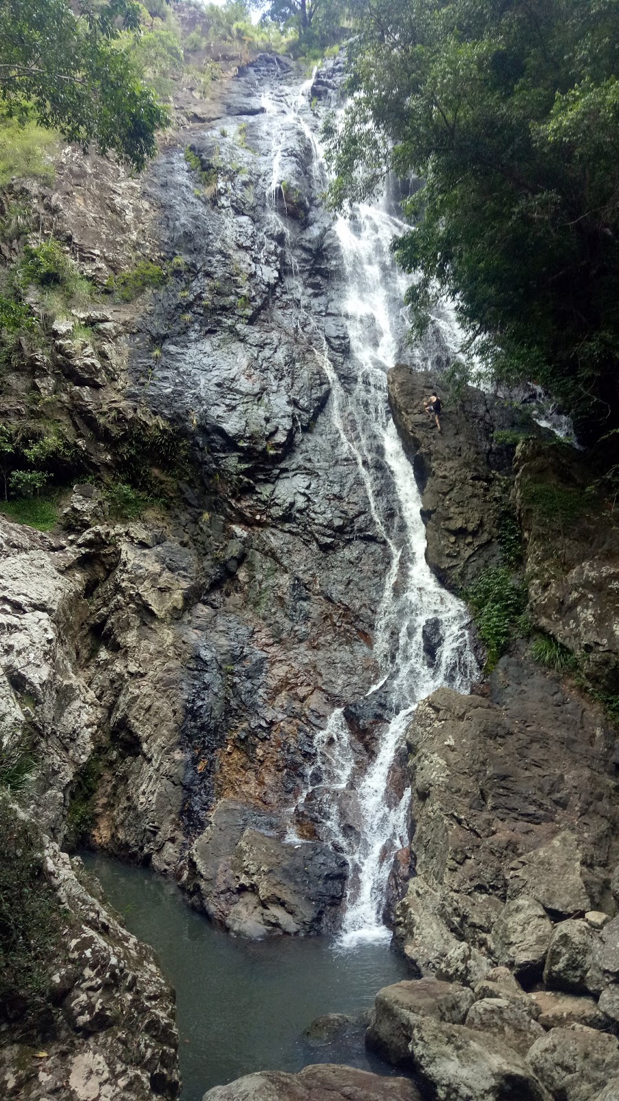 Kondalilla National Park | park | Kondalilla Falls Rd, Flaxton QLD 4560, Australia