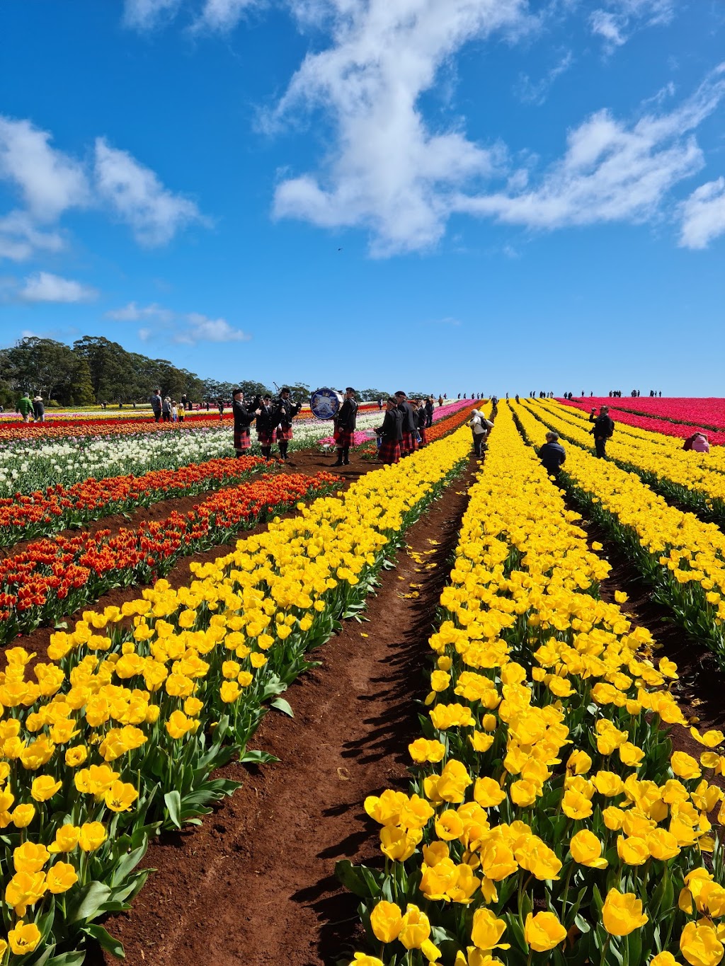 Wynyard Tulip Festival |  | Gutteridge Gardens, Hogg St &, Little Goldie St, Wynyard TAS 7325, Australia | 0364438320 OR +61 3 6443 8320