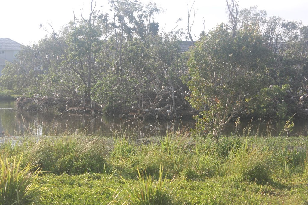 Griffin Ibis Tree | park | Griffin QLD 4503, Australia