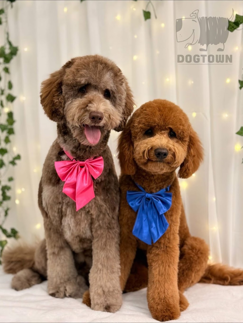 DogTown Grooming & Day Care | 650 South Rd, Moorabbin VIC 3189, Australia | Phone: 0449 894 332