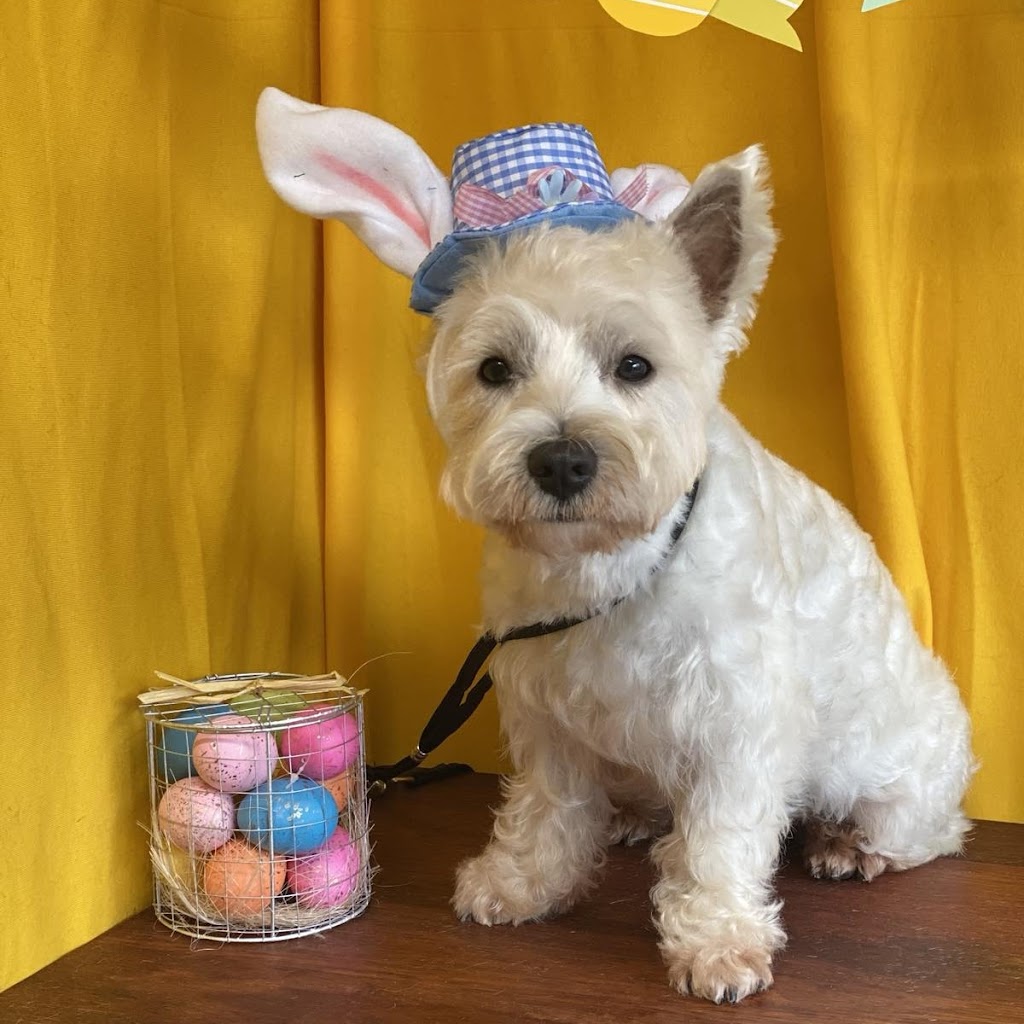 Annas Dog Grooming | 8 Chevrolet Pl, Ingleburn NSW 2565, Australia | Phone: 0412 564 412