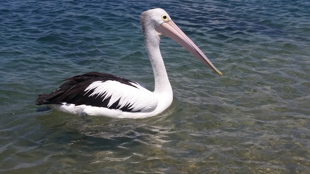 Windang Beach Tourist Park | park | Fern St, Windang NSW 2528, Australia | 0242973166 OR +61 2 4297 3166