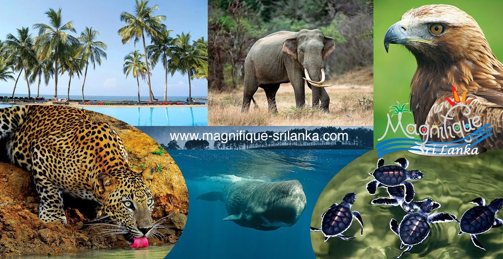 Magnifique Sri Lanka Holidays | travel agency | 28 Austral Ave, Graceville QLD 4075, Australia | 1300252652 OR +61 1300 252 652