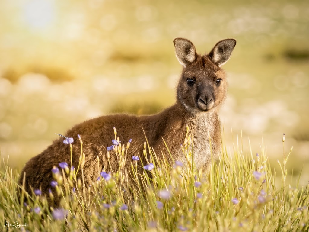 Gary Symonds Photography |  | 1/5145 Hog Bay Rd, Penneshaw SA 5222, Australia | 0429702114 OR +61 429 702 114