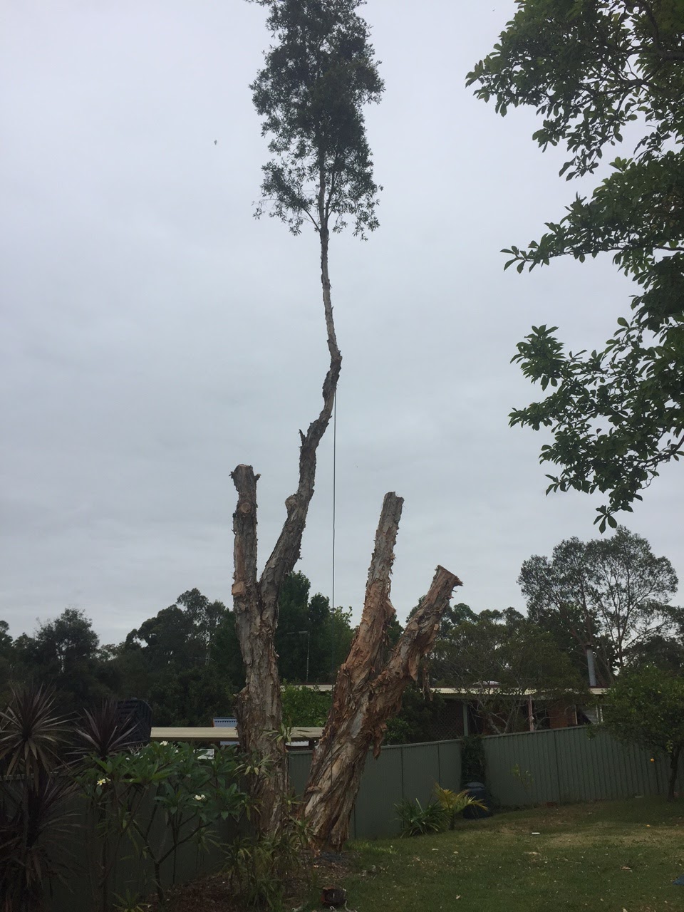 Expert Tree Removal | 19 Scarvell Ave, Mcgraths Hill NSW 2756, Australia | Phone: 0490 365 841