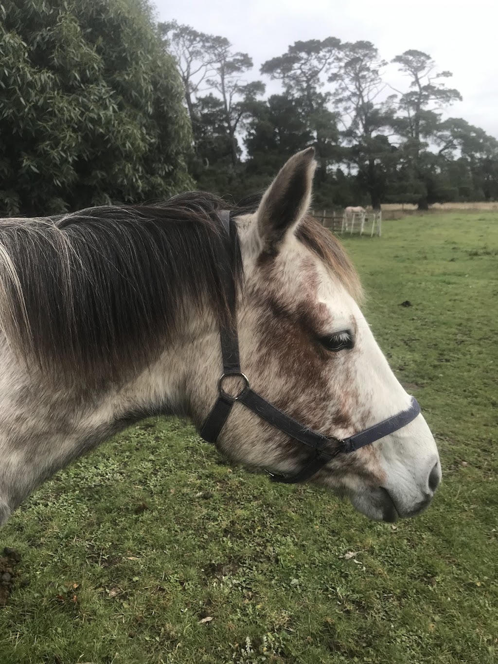 Murfetstables | 44 Campaspe Pl, Kyneton VIC 3444, Australia | Phone: 0409 143 640