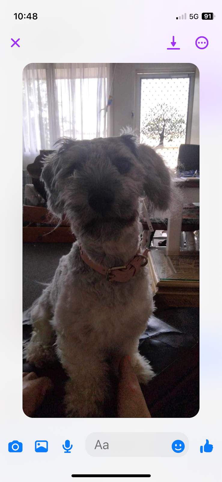 Killabakh Dog Grooming | 1626 Comboyne Rd, Killabakh NSW 2429, Australia | Phone: 0437 553 077