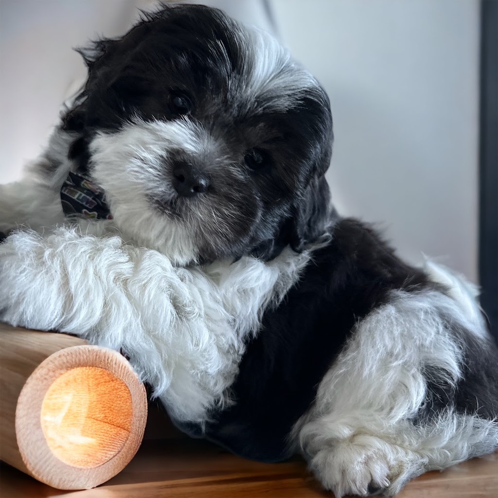 ICBOO- Inverness Breeder Of Companion Oodles | 4 Golf Links Rd, Glen Innes NSW 2370, Australia | Phone: 0421 351 649