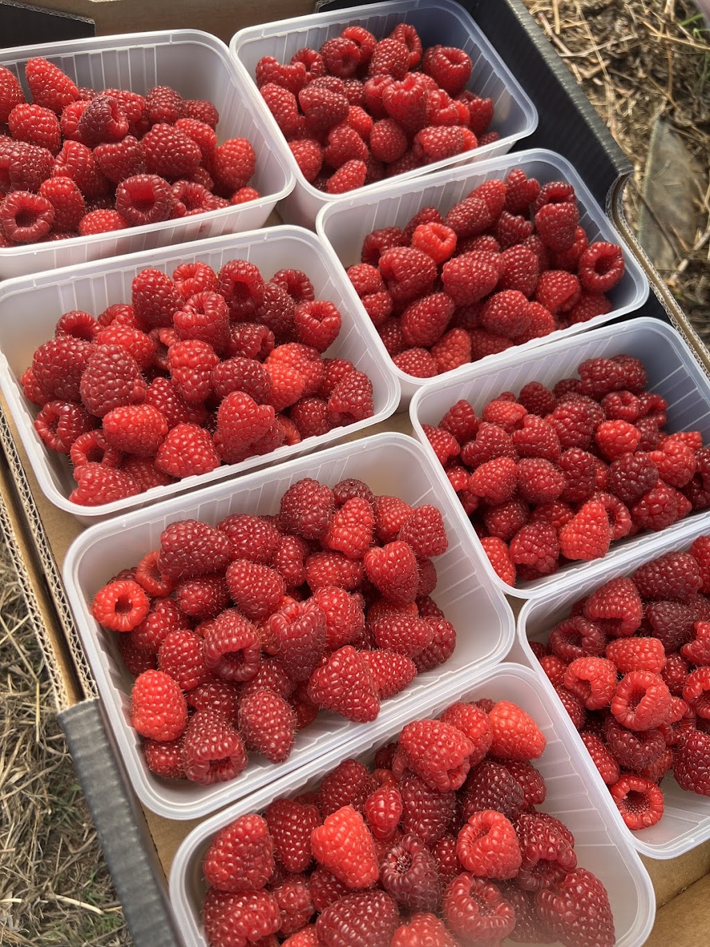Hay Hay Berries | 165 Graham Rd, Wandin East VIC 3139, Australia | Phone: 0425 709 019