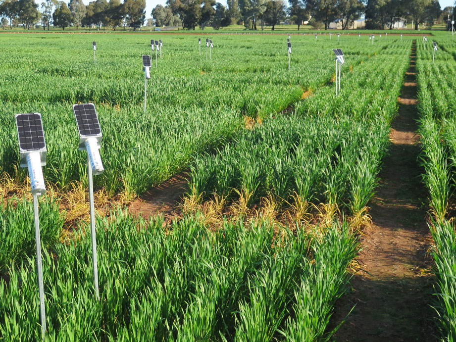 Australian Plant Phenomics Facility | University of Adelaide - Waite Campus Building WT, 40 Hartley Grove, Urrbrae SA 5064, Australia | Phone: (08) 8313 0159