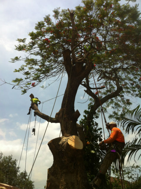 Colourful Tree Lopping & Stump Grinding | 44A Oyster Point Esplanade, Scarborough QLD 4020, Australia | Phone: 0418 988 966