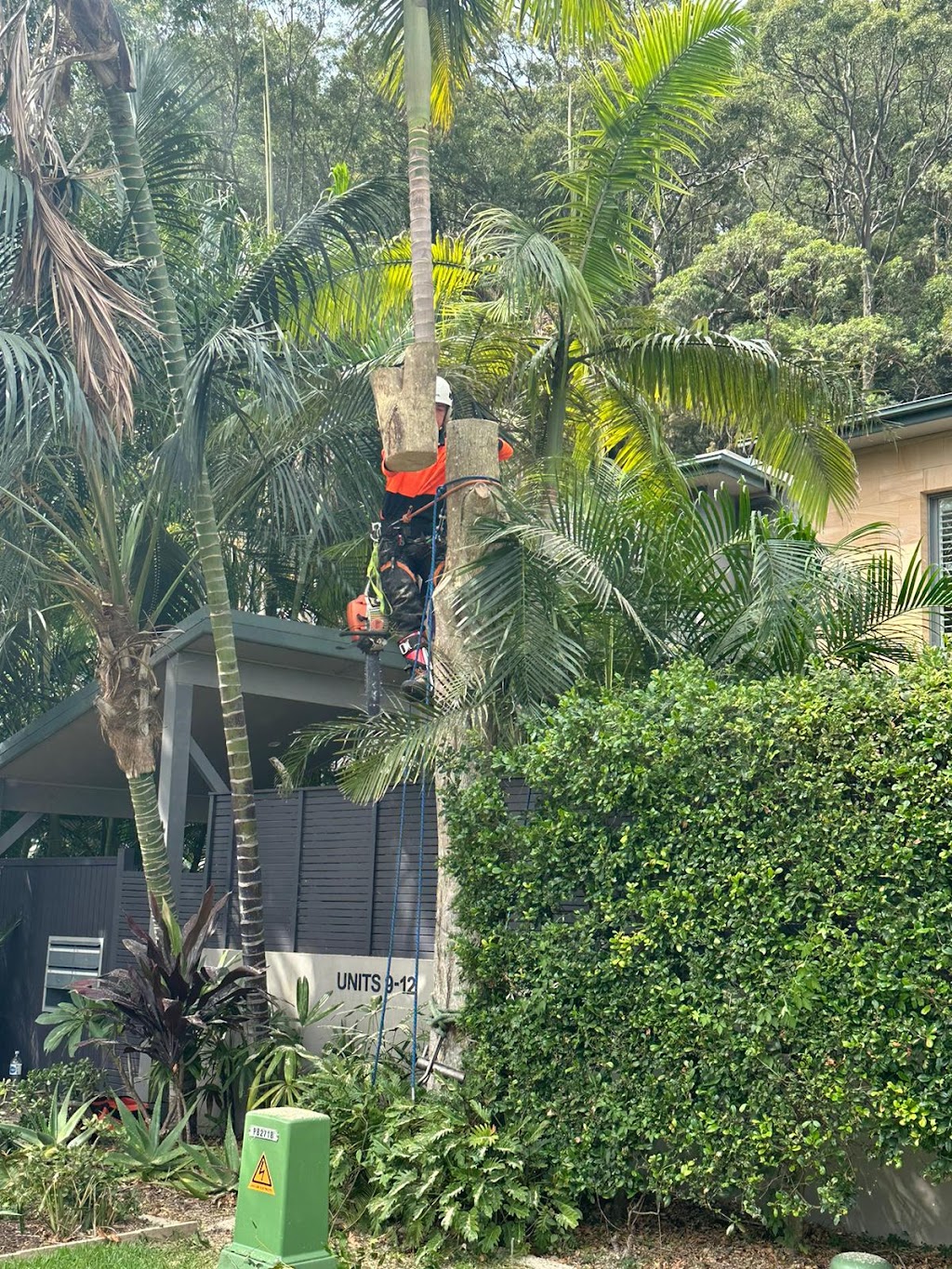Pro Arborists northern beaches | 42A Tennyson Rd, Cromer NSW 2099, Australia | Phone: 0452 200 715