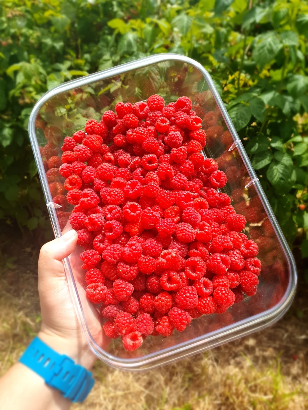 Kinglake Raspberries | food | Tooheys Rd, Pheasant Creek VIC 3757, Australia | 0407313975 OR +61 407 313 975