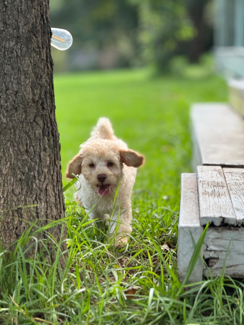 Woofs HQ | 16 E Kurrajong Rd, East Kurrajong NSW 2758, Australia | Phone: 0420 960 690
