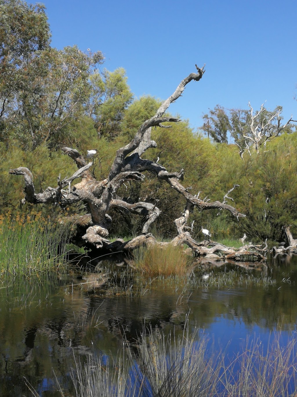 Affinity Way Wetlands Gazebos | park | Affinity Way, Atwell WA 6164, Australia