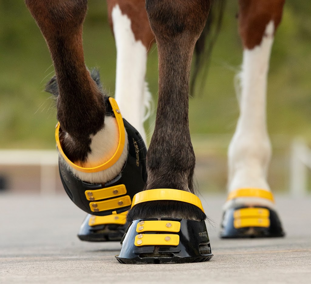 Scoot Boots | Unit 4/205 Kennedy Dr, Cambridge TAS 7170, Australia | Phone: (03) 6121 4605