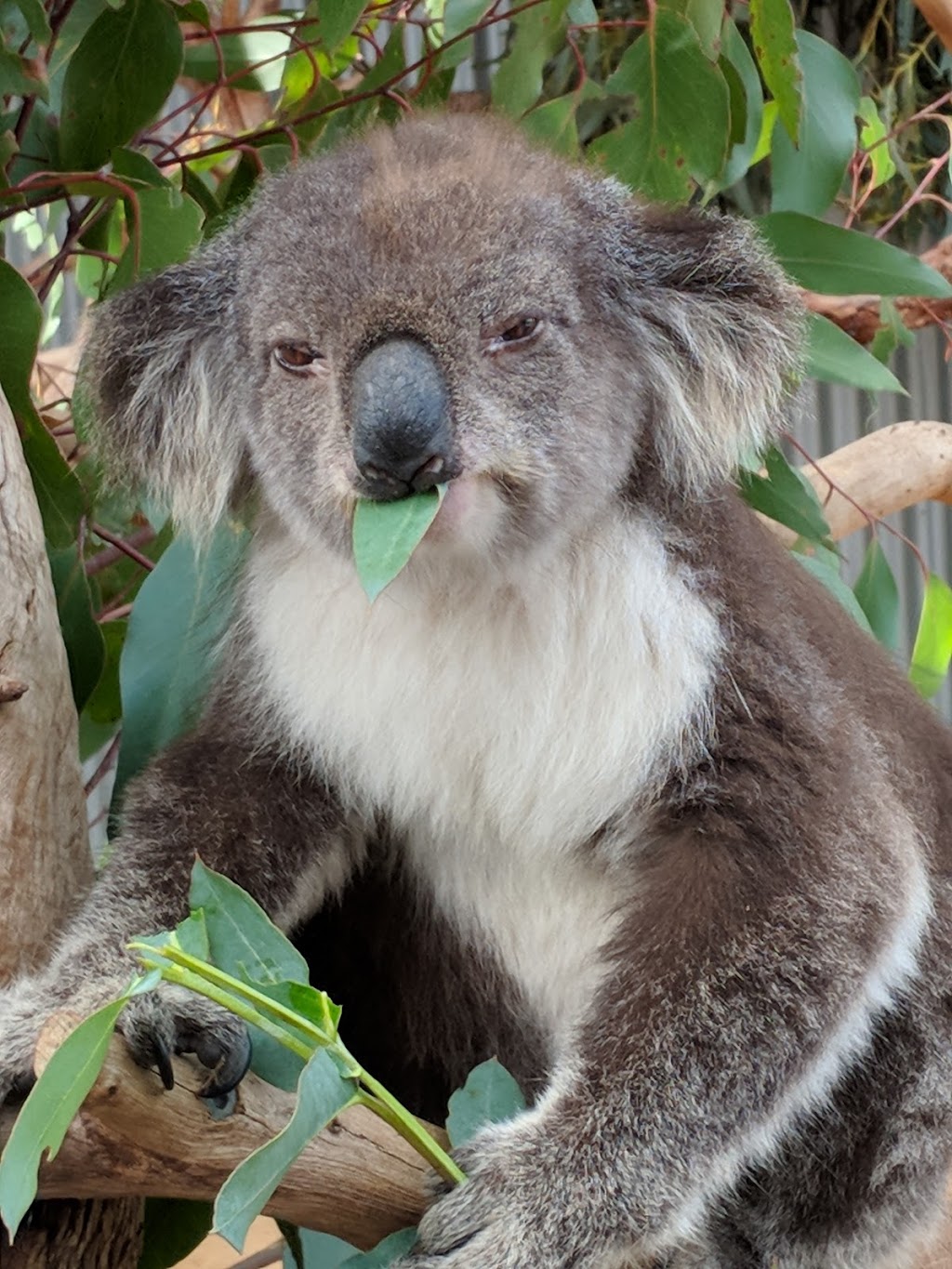 Kangaroo Island Wildlife Park | zoo | 4068 Playford Hwy, Duncan SA 5223, Australia | 0885596050 OR +61 8 8559 6050