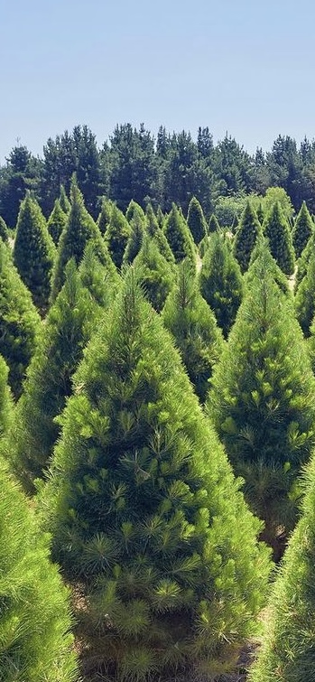 Christmas Trees of Mansfield | 1035 Ancona Rd, Ancona VIC 3715, Australia | Phone: 0437 176 960