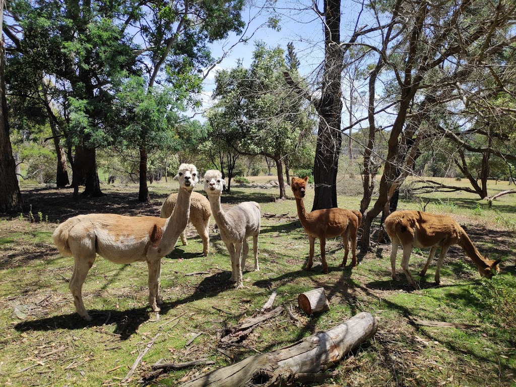 Arnon Ashford Alpacas | food | 265 Pateena Rd, Longford TAS 7301, Australia | 0409969029 OR +61 409 969 029