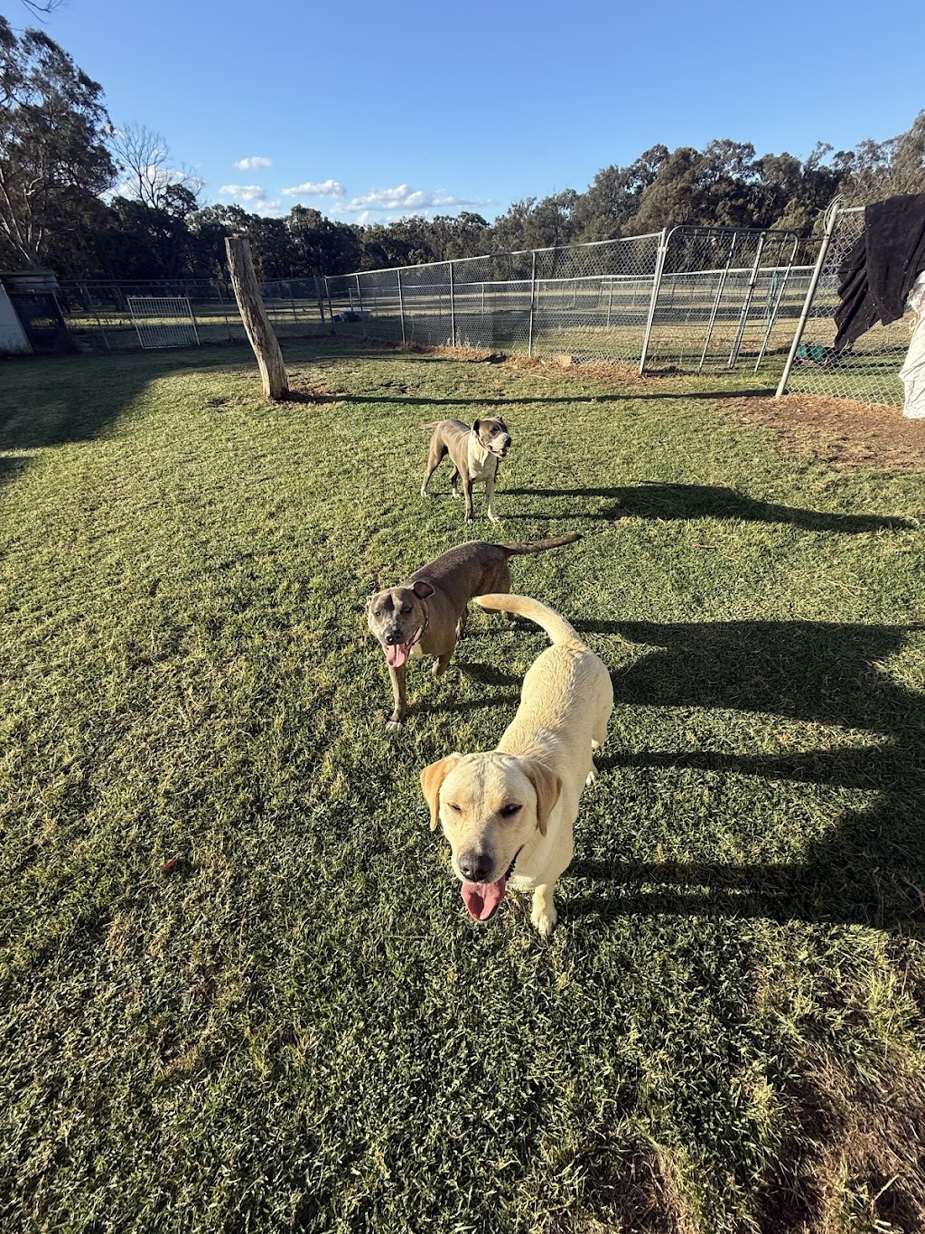 The Pamper Pup House | 680 Arina Rd, Bargo NSW 2574, Australia | Phone: 0493 308 557
