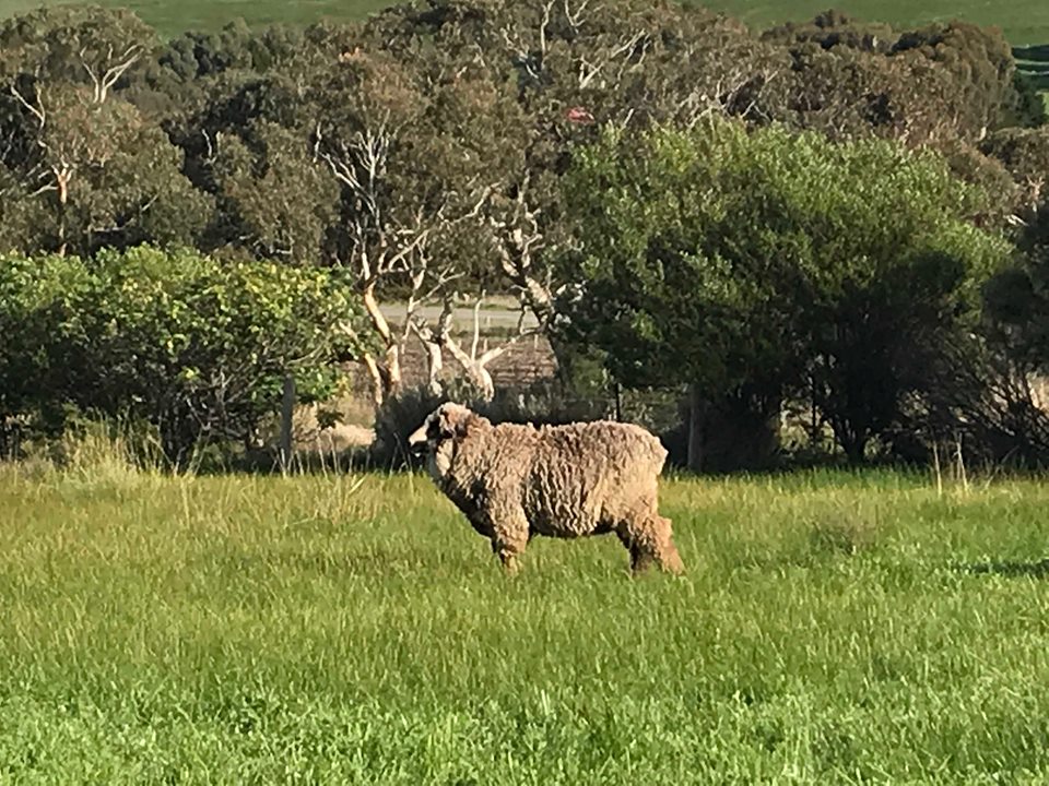 Windy Place SA | 25 Nash Rd, Currency Creek SA 5214, Australia | Phone: 0405 774 060