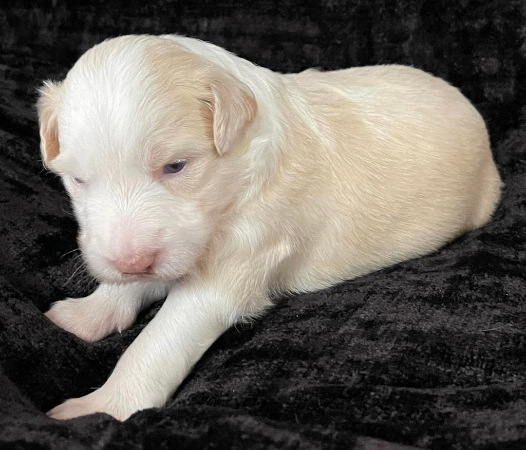 OliveGrove Estate Border Collies | 210 Inglewood Rd, Muscle Creek NSW 2333, Australia | Phone: 0427 530 955